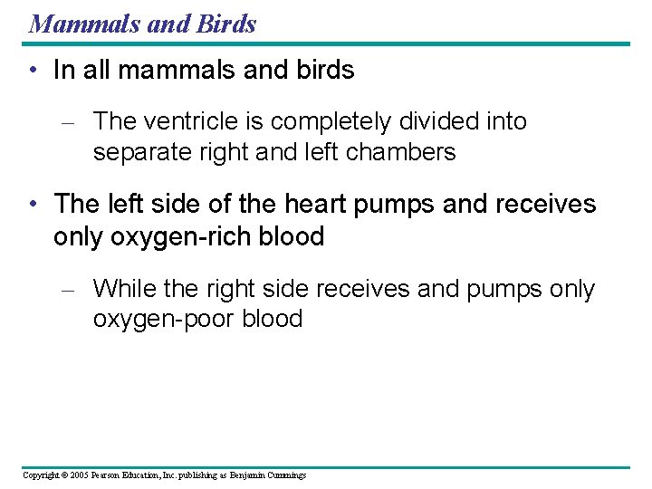 Mammals and Birds • In all mammals and birds – The ventricle is completely