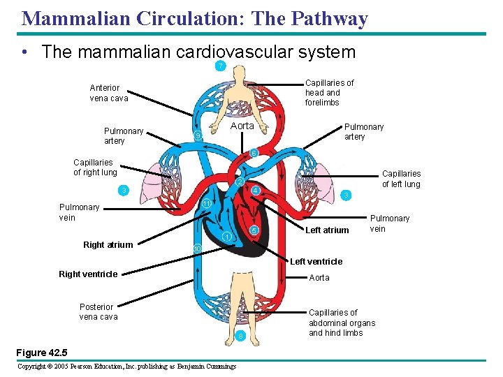 Mammalian Circulation: The Pathway • The mammalian cardiovascular system 7 Capillaries of head and