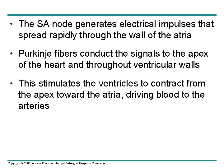  • The SA node generates electrical impulses that spread rapidly through the wall
