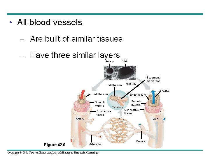  • All blood vessels – Are built of similar tissues – Have three