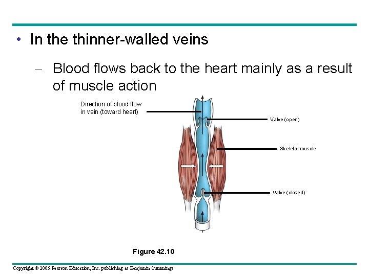  • In the thinner-walled veins – Blood flows back to the heart mainly