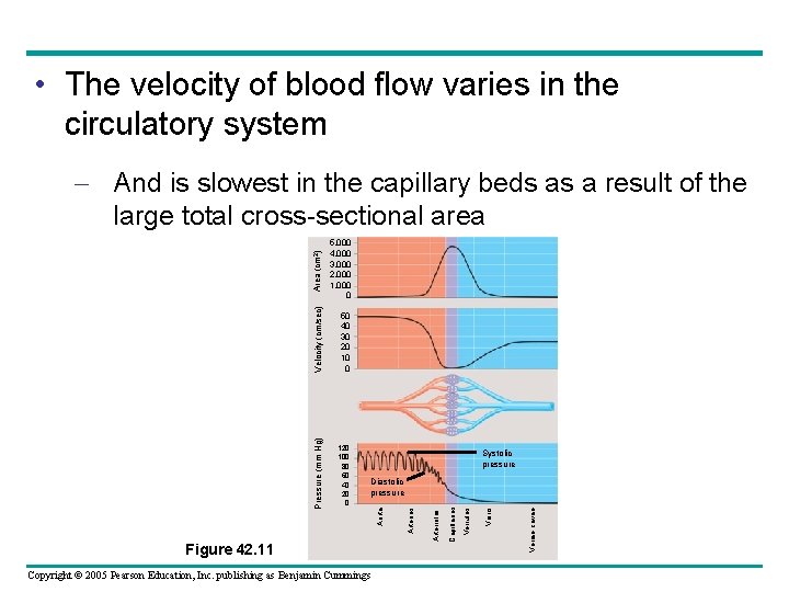  • The velocity of blood flow varies in the circulatory system Systolic pressure