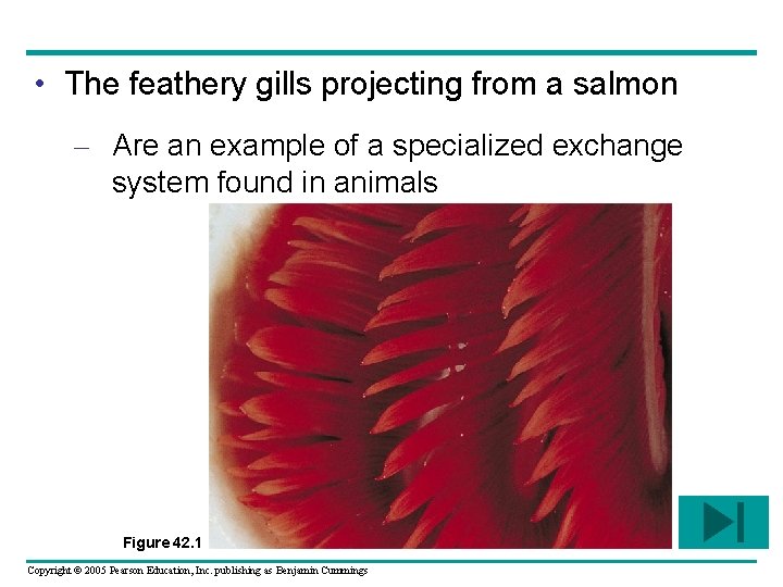  • The feathery gills projecting from a salmon – Are an example of