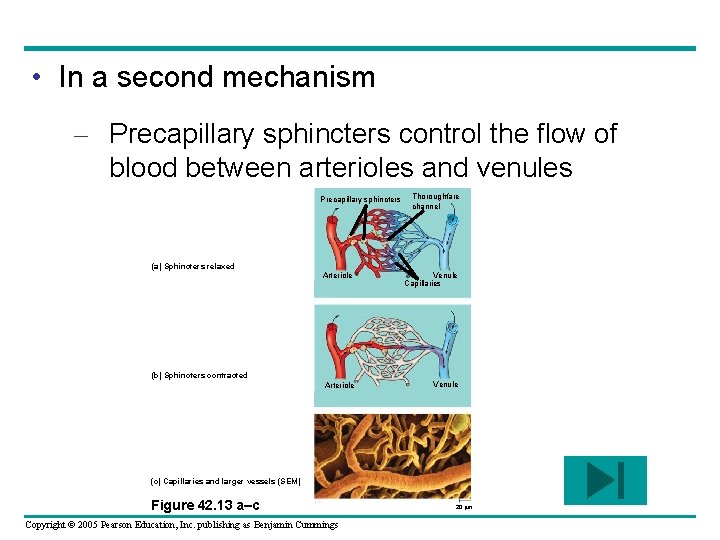  • In a second mechanism – Precapillary sphincters control the flow of blood