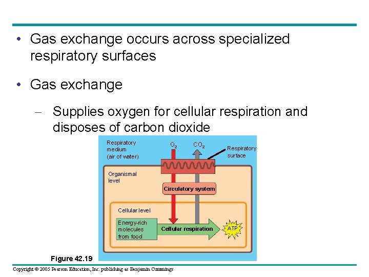  • Gas exchange occurs across specialized respiratory surfaces • Gas exchange – Supplies