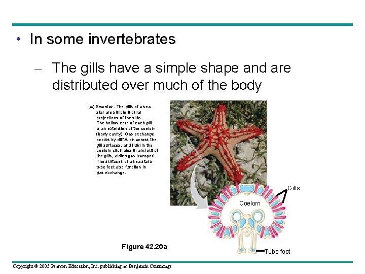  • In some invertebrates – The gills have a simple shape and are