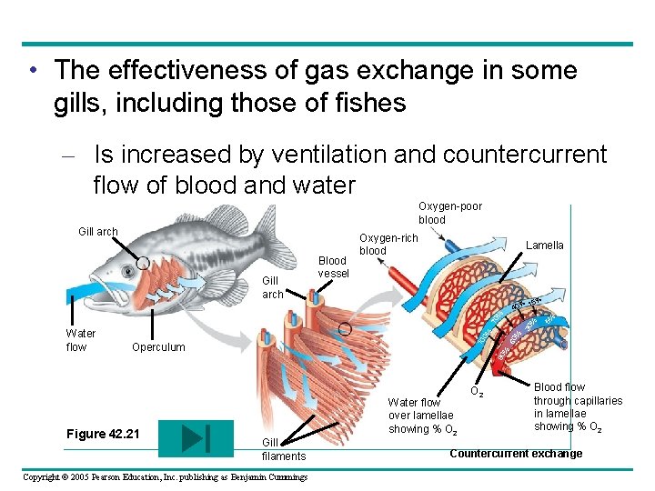  • The effectiveness of gas exchange in some gills, including those of fishes