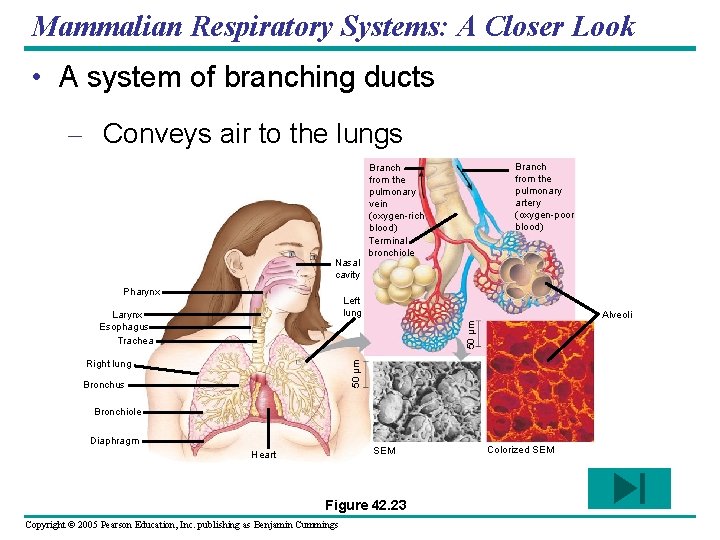 Mammalian Respiratory Systems: A Closer Look • A system of branching ducts – Conveys