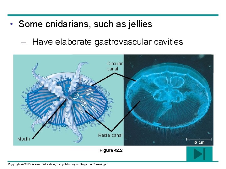  • Some cnidarians, such as jellies – Have elaborate gastrovascular cavities Circular canal