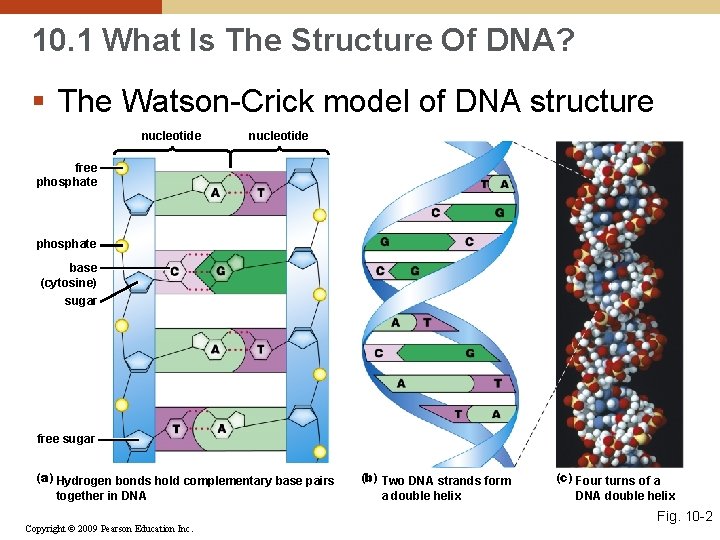 10. 1 What Is The Structure Of DNA? § The Watson-Crick model of DNA