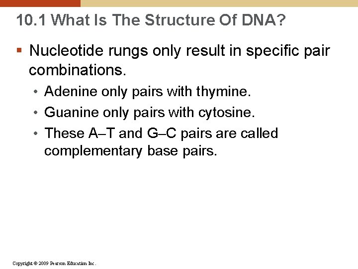 10. 1 What Is The Structure Of DNA? § Nucleotide rungs only result in