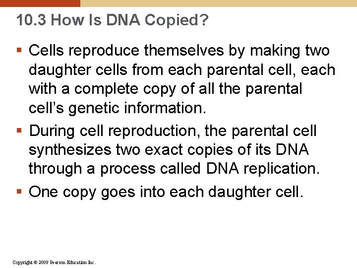 10. 3 How Is DNA Copied? § Cells reproduce themselves by making two daughter