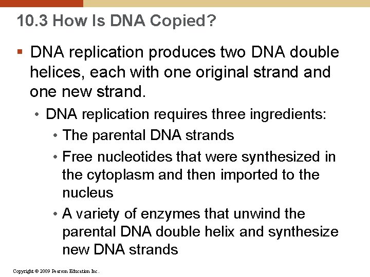 10. 3 How Is DNA Copied? § DNA replication produces two DNA double helices,