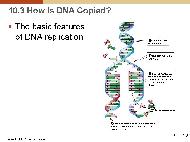 10. 3 How Is DNA Copied? § The basic features of DNA replication 1