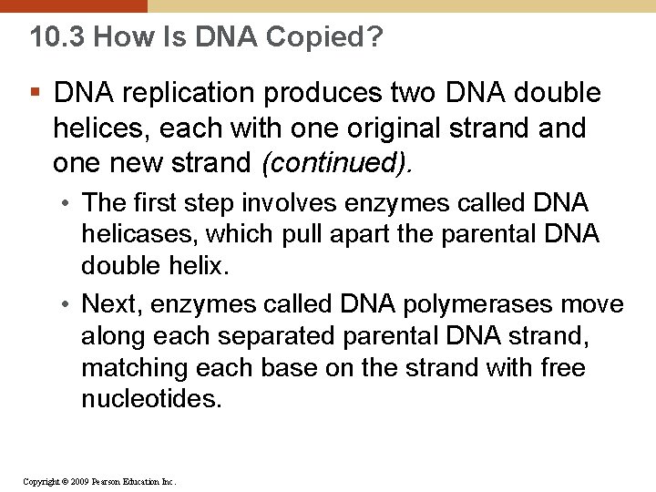 10. 3 How Is DNA Copied? § DNA replication produces two DNA double helices,