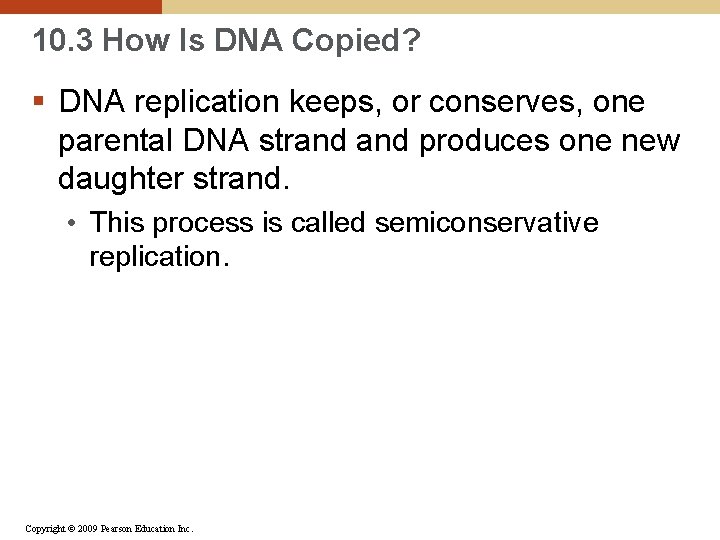 10. 3 How Is DNA Copied? § DNA replication keeps, or conserves, one parental