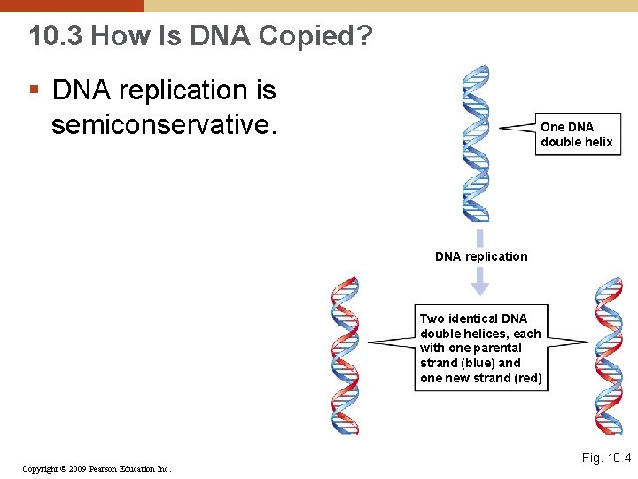 10. 3 How Is DNA Copied? § DNA replication is semiconservative. One DNA double