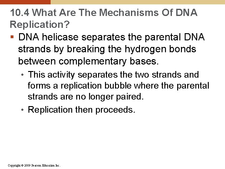 10. 4 What Are The Mechanisms Of DNA Replication? § DNA helicase separates the
