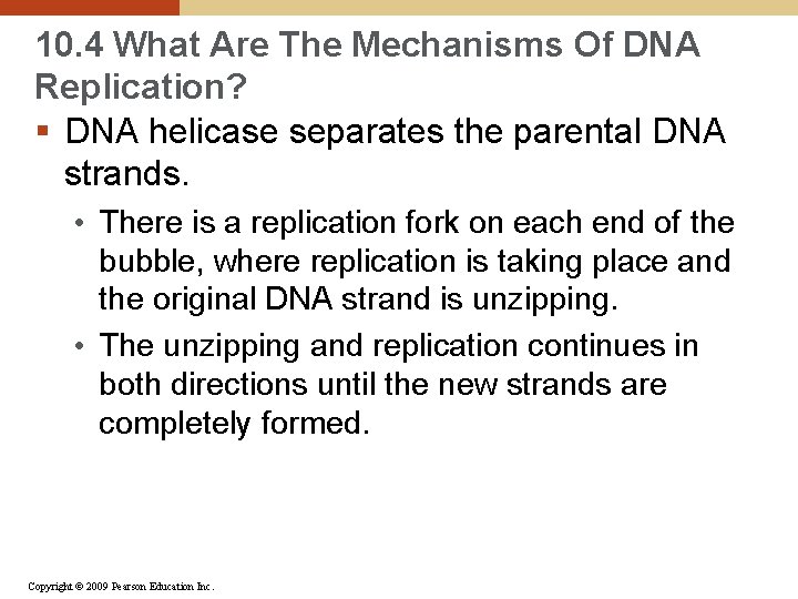 10. 4 What Are The Mechanisms Of DNA Replication? § DNA helicase separates the