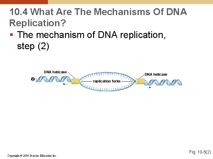 10. 4 What Are The Mechanisms Of DNA Replication? § The mechanism of DNA