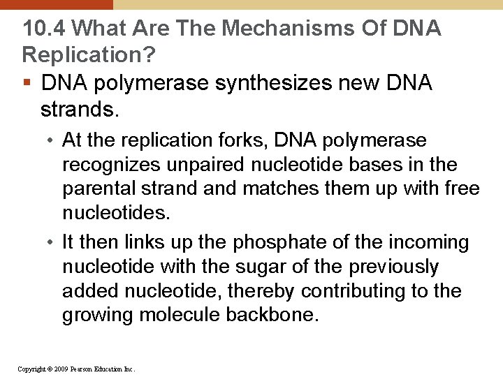 10. 4 What Are The Mechanisms Of DNA Replication? § DNA polymerase synthesizes new