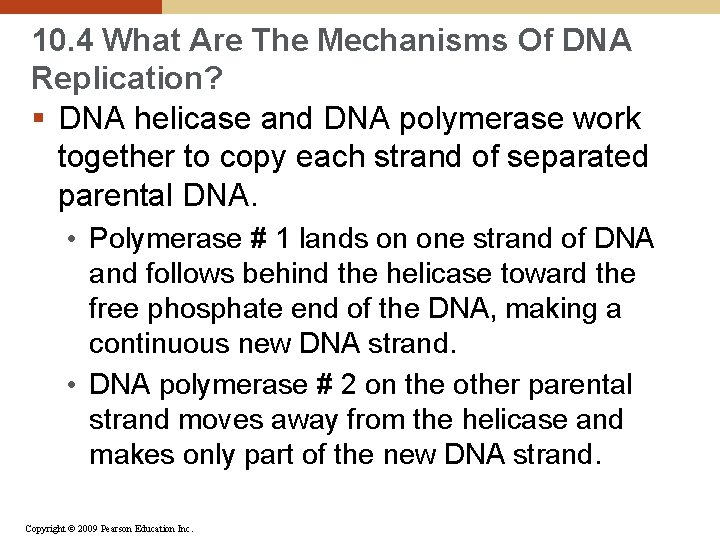 10. 4 What Are The Mechanisms Of DNA Replication? § DNA helicase and DNA