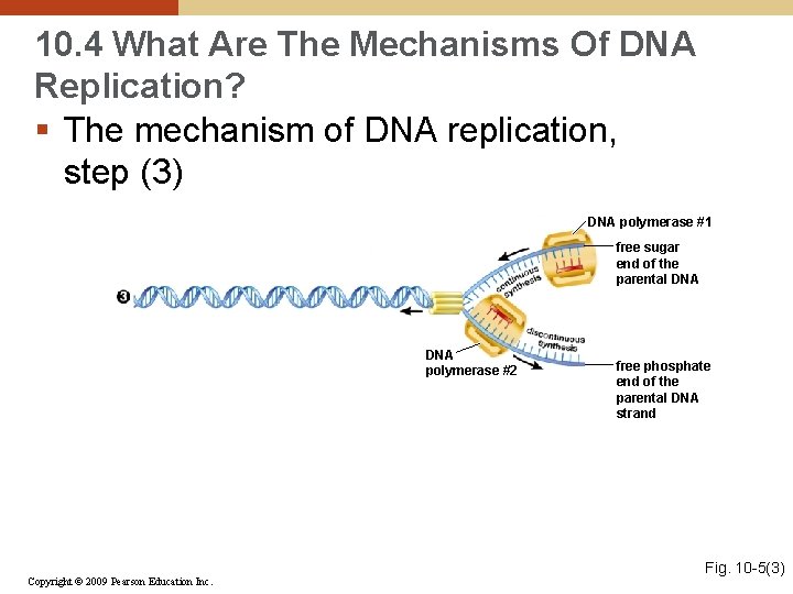 10. 4 What Are The Mechanisms Of DNA Replication? § The mechanism of DNA