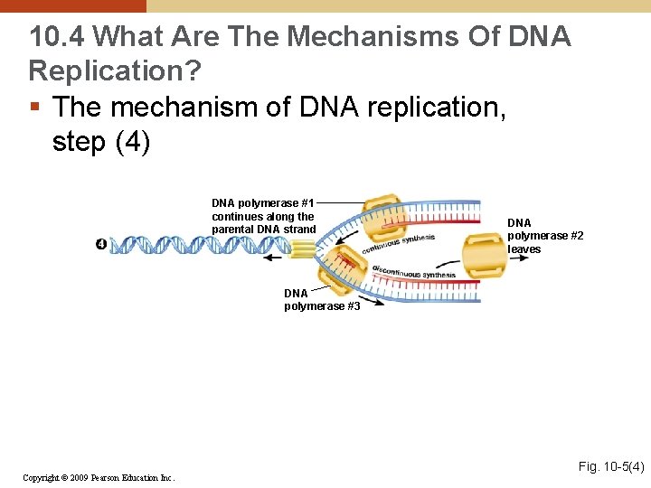 10. 4 What Are The Mechanisms Of DNA Replication? § The mechanism of DNA