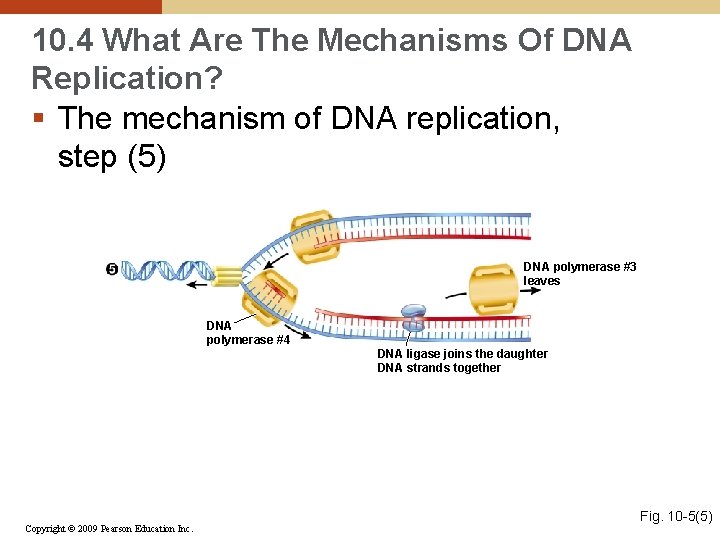 10. 4 What Are The Mechanisms Of DNA Replication? § The mechanism of DNA
