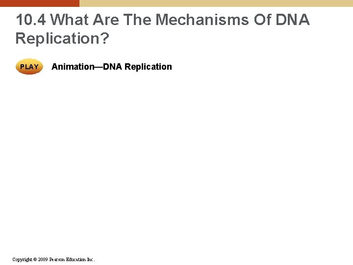 10. 4 What Are The Mechanisms Of DNA Replication? PLAY Animation—DNA Replication Copyright ©