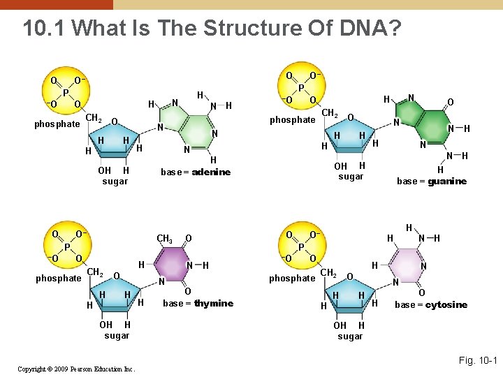 10. 1 What Is The Structure Of DNA? O O O– P –O phosphate