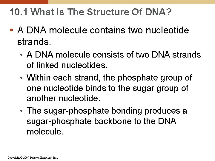10. 1 What Is The Structure Of DNA? § A DNA molecule contains two