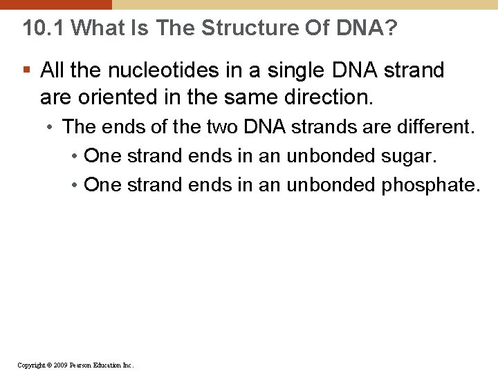 10. 1 What Is The Structure Of DNA? § All the nucleotides in a
