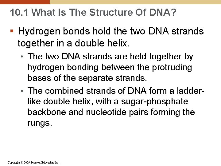 10. 1 What Is The Structure Of DNA? § Hydrogen bonds hold the two