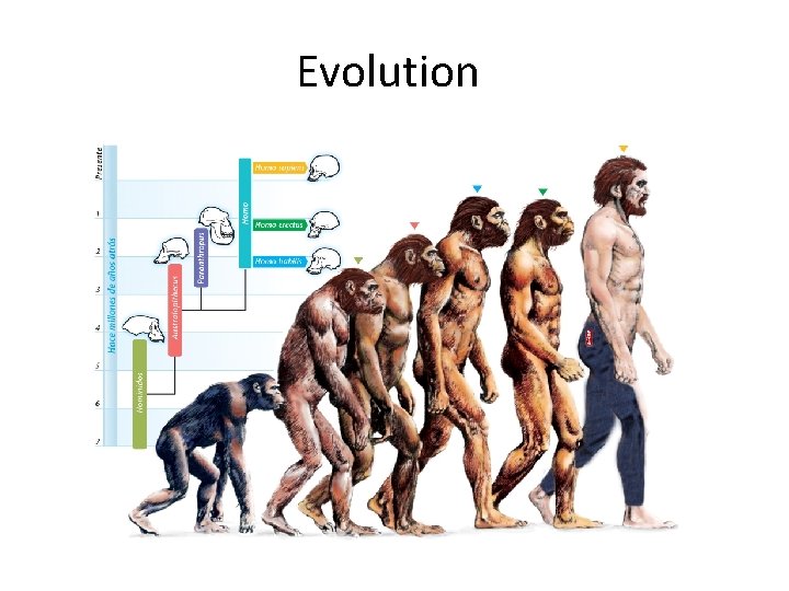 Evolution 