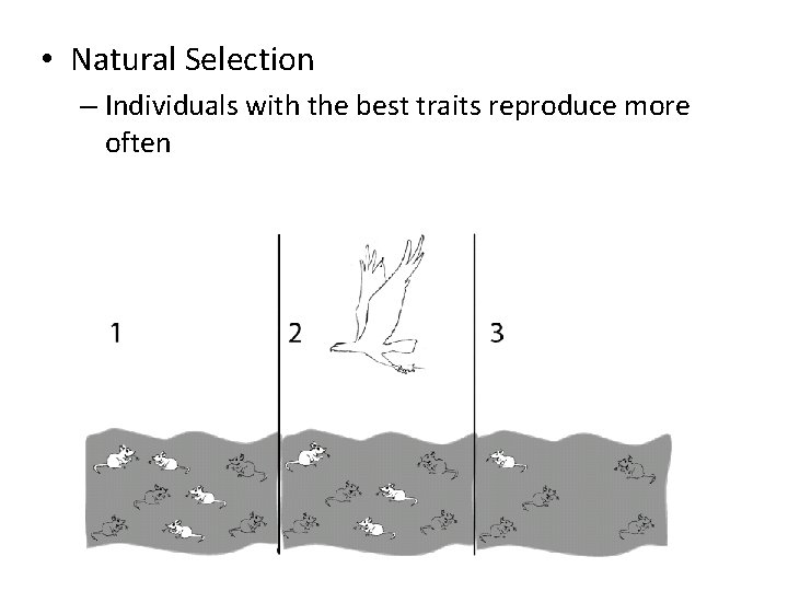 • Natural Selection – Individuals with the best traits reproduce more often 