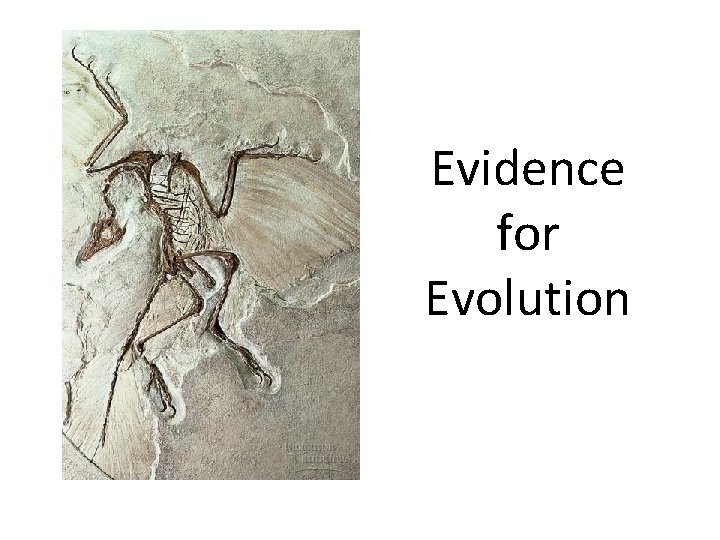 Evidence for Evolution 