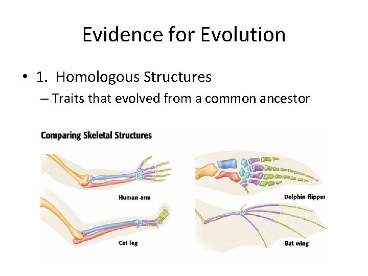 Evidence for Evolution • 1. Homologous Structures – Traits that evolved from a common