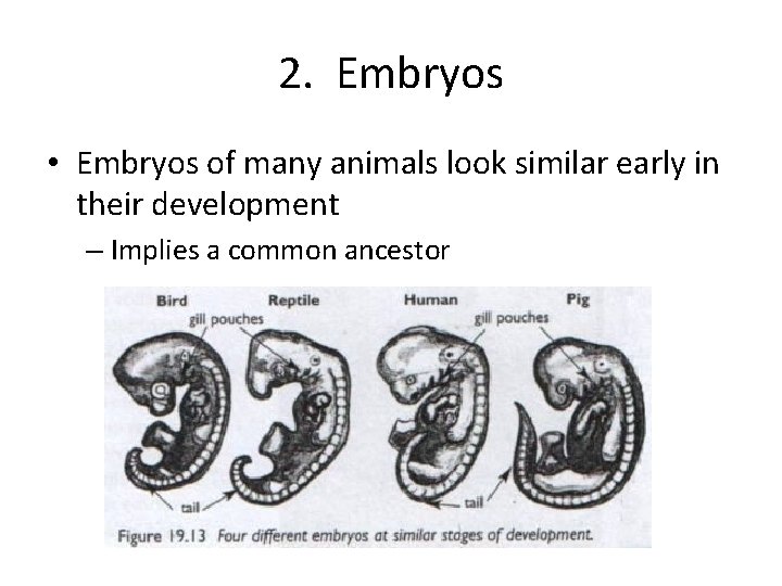 2. Embryos • Embryos of many animals look similar early in their development –