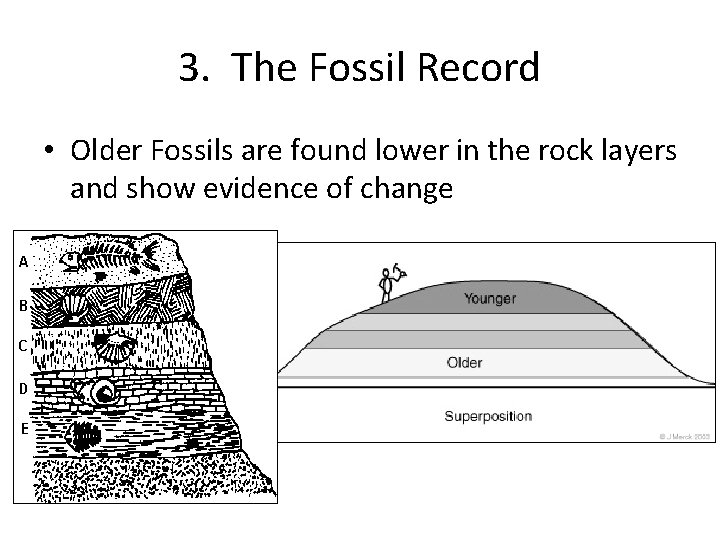 3. The Fossil Record • Older Fossils are found lower in the rock layers