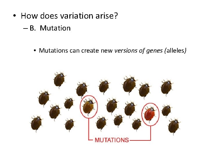 • How does variation arise? – B. Mutation • Mutations can create new
