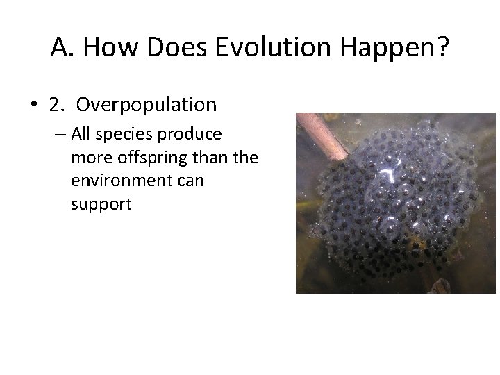 A. How Does Evolution Happen? • 2. Overpopulation – All species produce more offspring