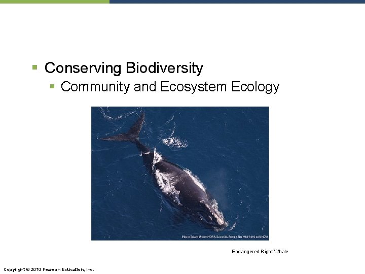 § Conserving Biodiversity § Community and Ecosystem Ecology Endangered Right Whale Copyright © 2010