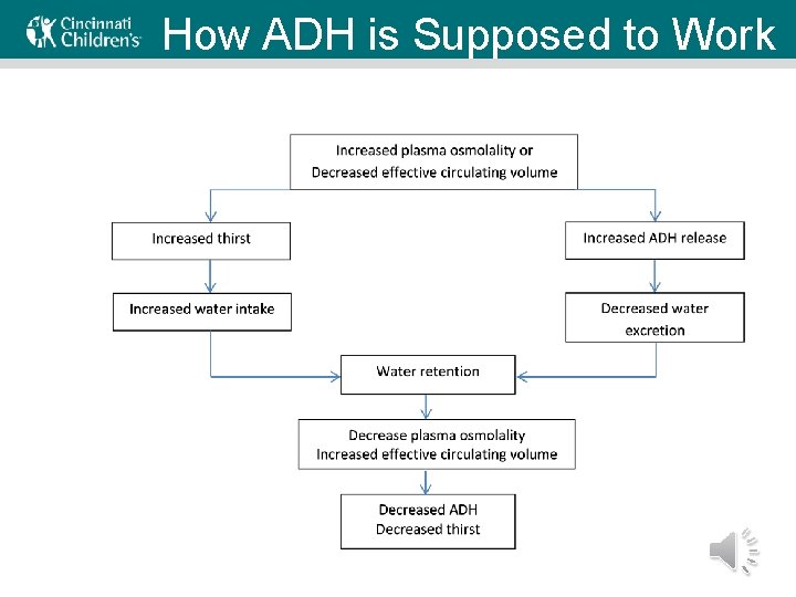 How ADH is Supposed to Work 