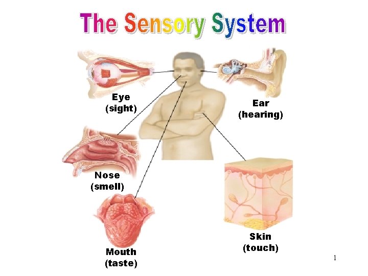 The Sensory System Eye (sight) Ear (hearing) Nose (smell) Mouth (taste) Skin (touch) 1