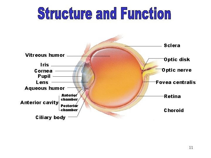 The Eyeball Part 2 Sclera Vitreous humor Iris Cornea Pupil Lens Aqueous humor Anterior