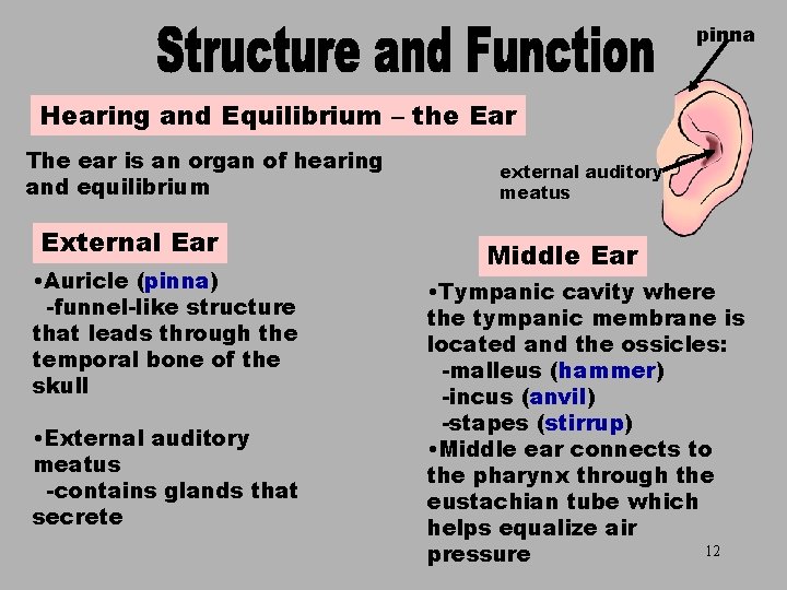 pinna The Ear Hearing and Equilibrium – the Ear The ear is an organ