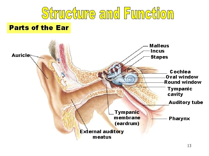 Parts of the Ear Malleus Incus Stapes Auricle Cochlea Oval window Round window Tympanic