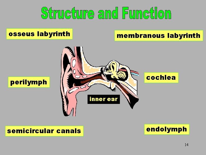 osseus labyrinth Inner Ear membranous labyrinth cochlea perilymph inner ear semicircular canals endolymph 14