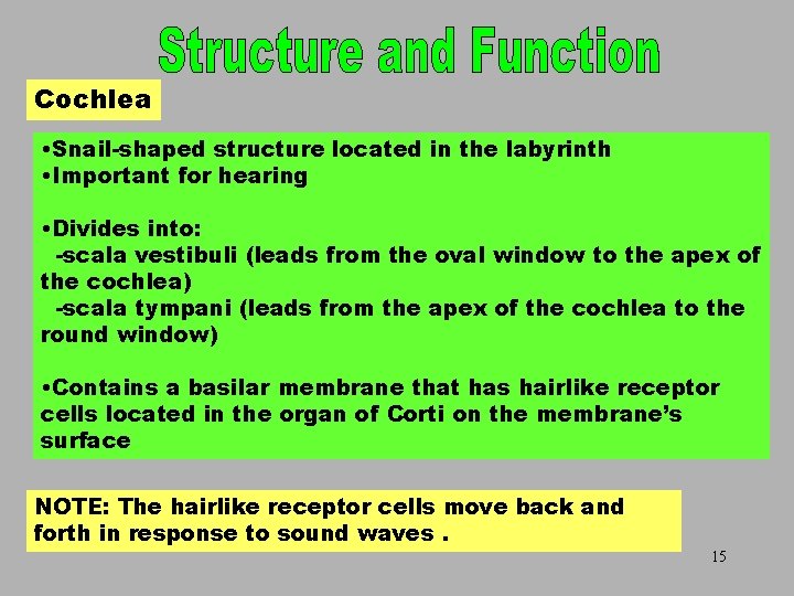 Cochlea • Snail-shaped structure located in the labyrinth • Important for hearing • Divides